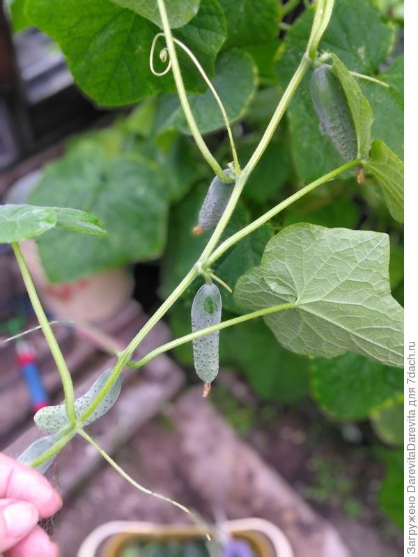 Трудолюбивая Маша F1, огурчики без пропусков