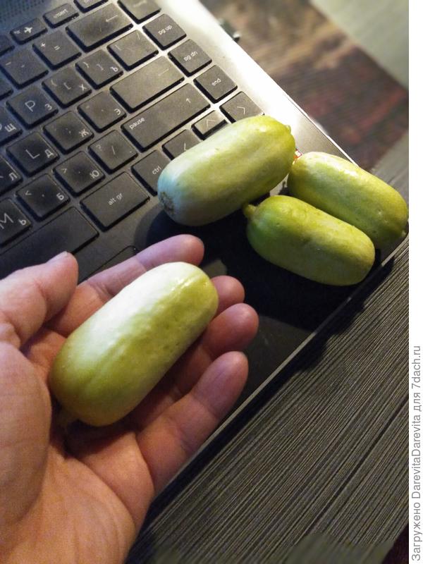 Средний размер