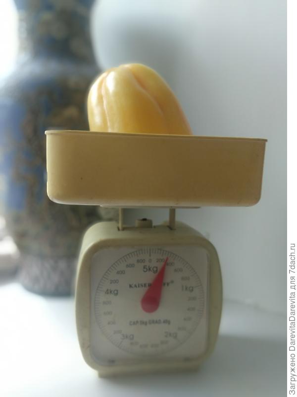 Самый крупный перец почти 300 грамм