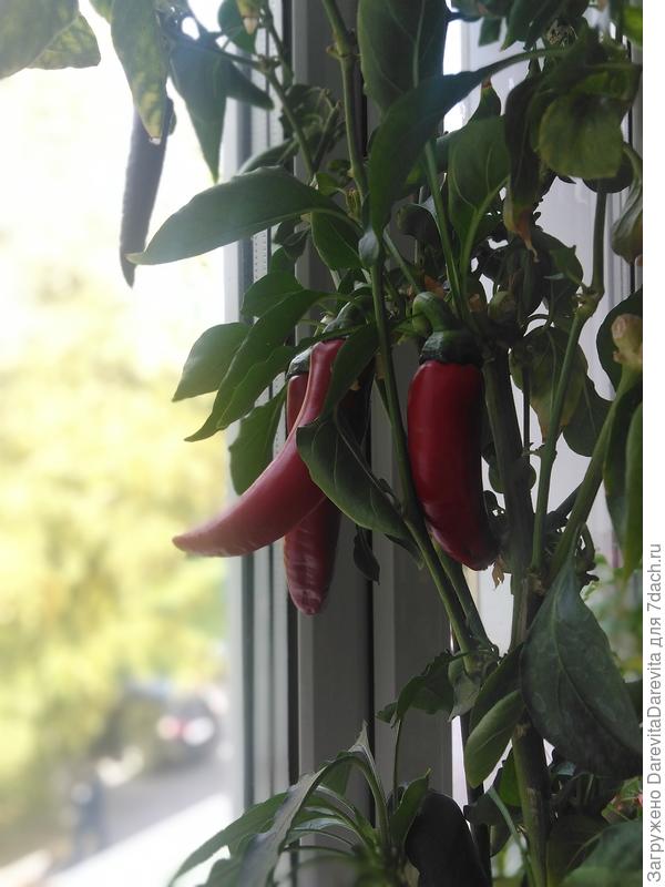 Перец Макрони, с 2021 года...