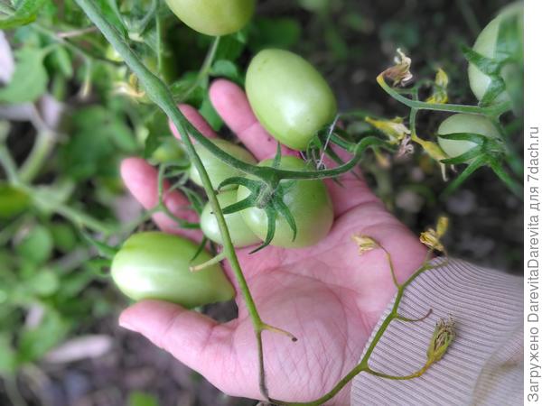 Томаты наливаются