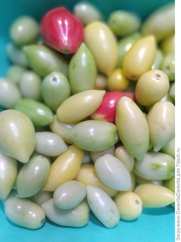 Томатный резерв