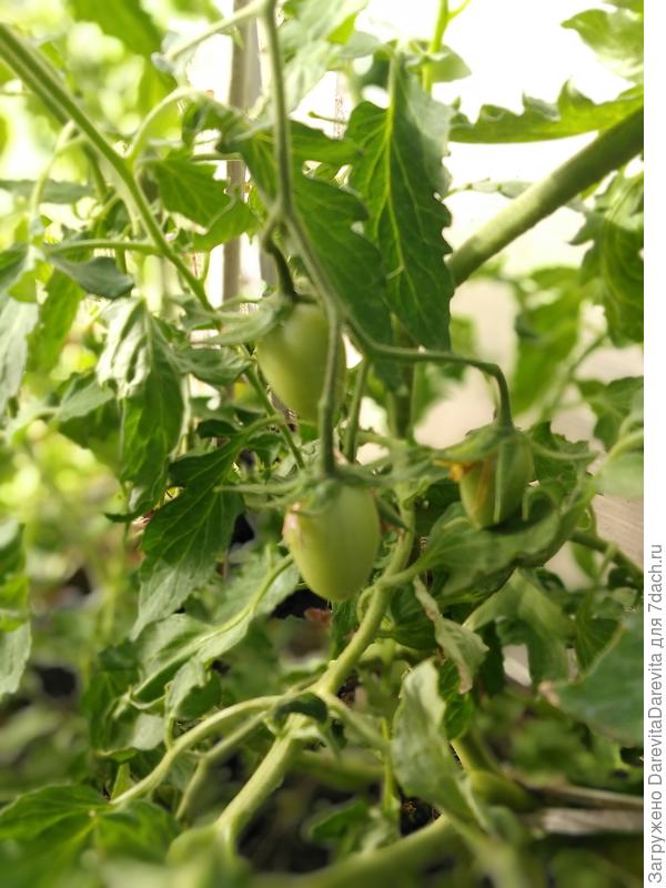 Первые завязи