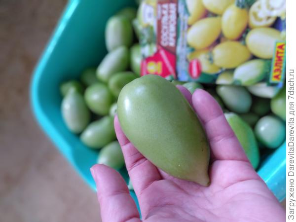 Урожай из бланжевых томатов