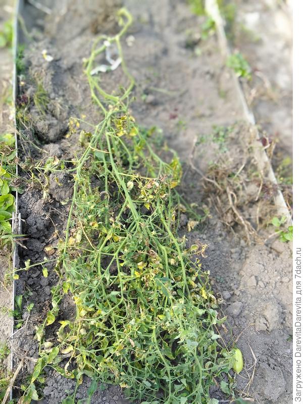 Растение с корнем