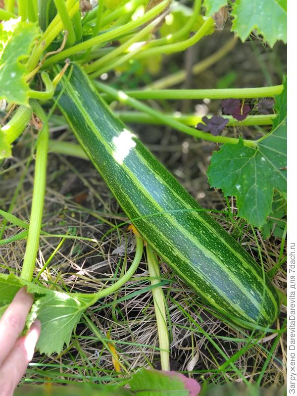 Кажется Зебра