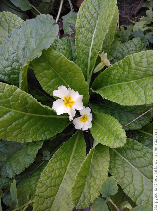 Примула короткостебельная