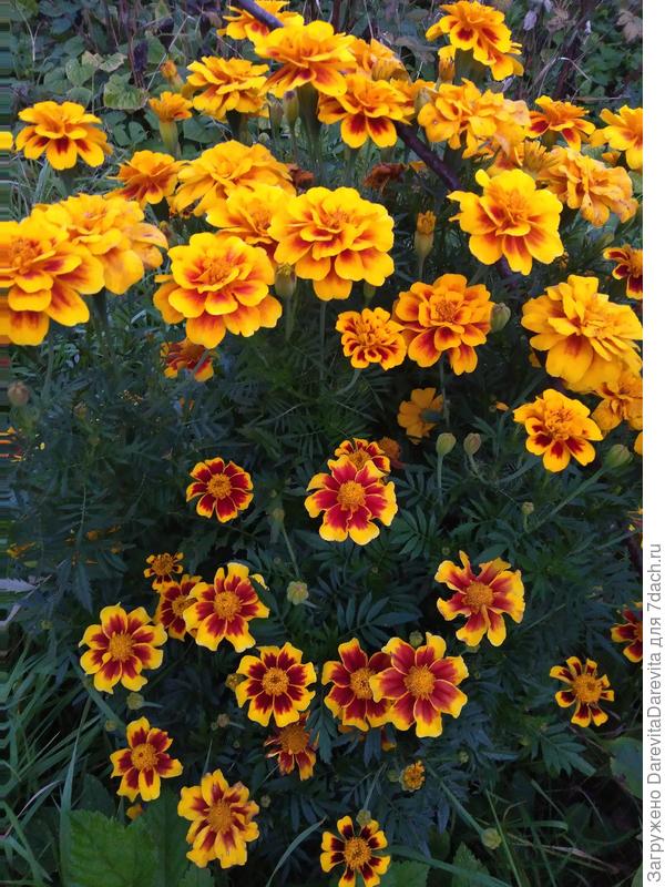 Маленький герой