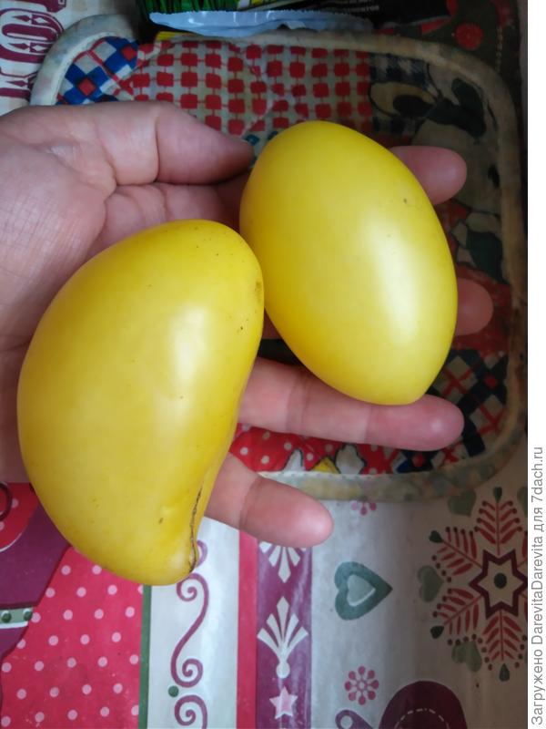 Сосулищи из открытого грунта