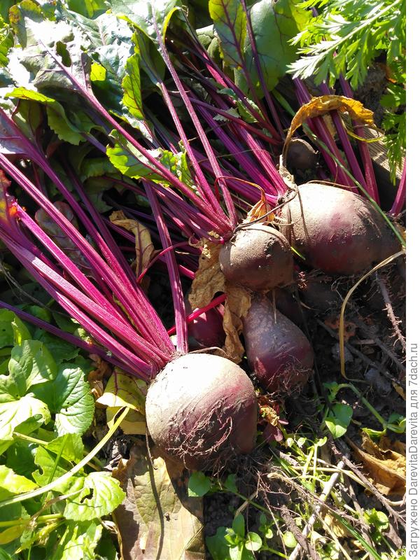 Свекла Детройт