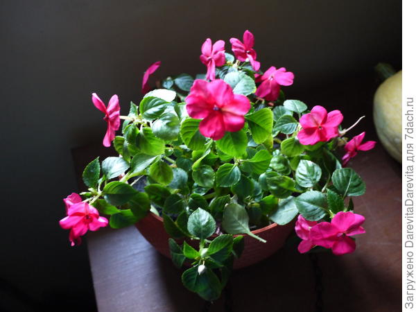 Бальзамин Уоллера Бикон