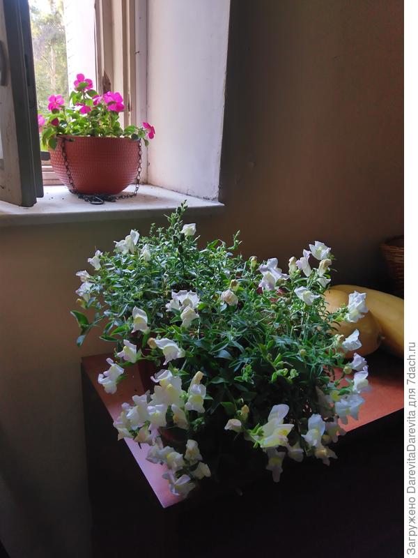 Ампельный антерринум