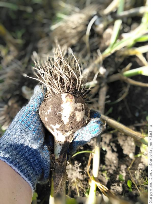 Cорт Богатырь.