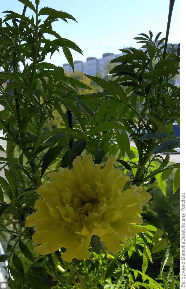 Килиманджаро