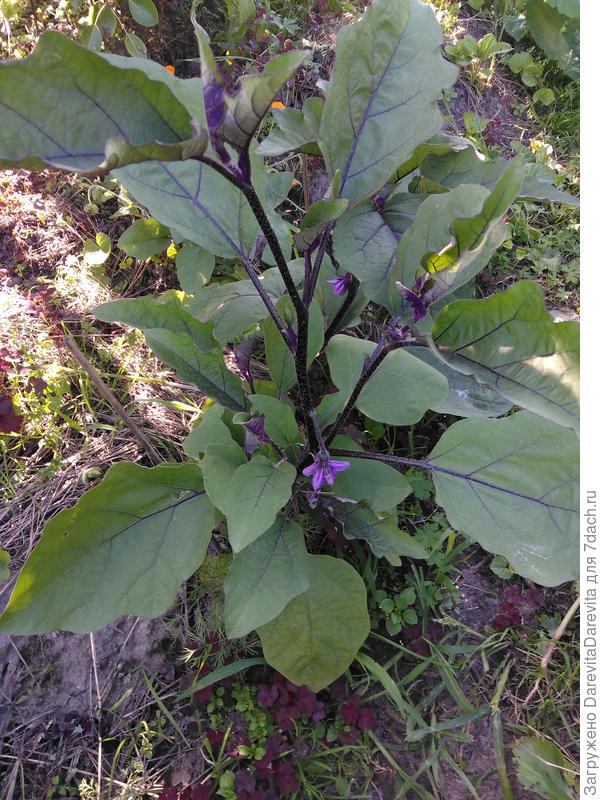 24 июля, красиво цветет