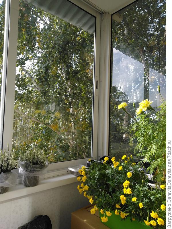 Килиманджаро и Лемон дроп