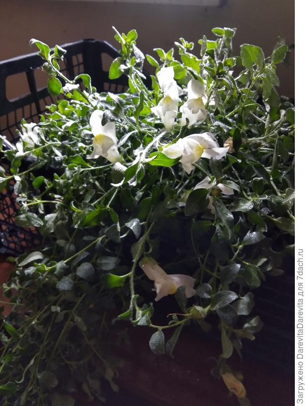 Ампельный львиный зев