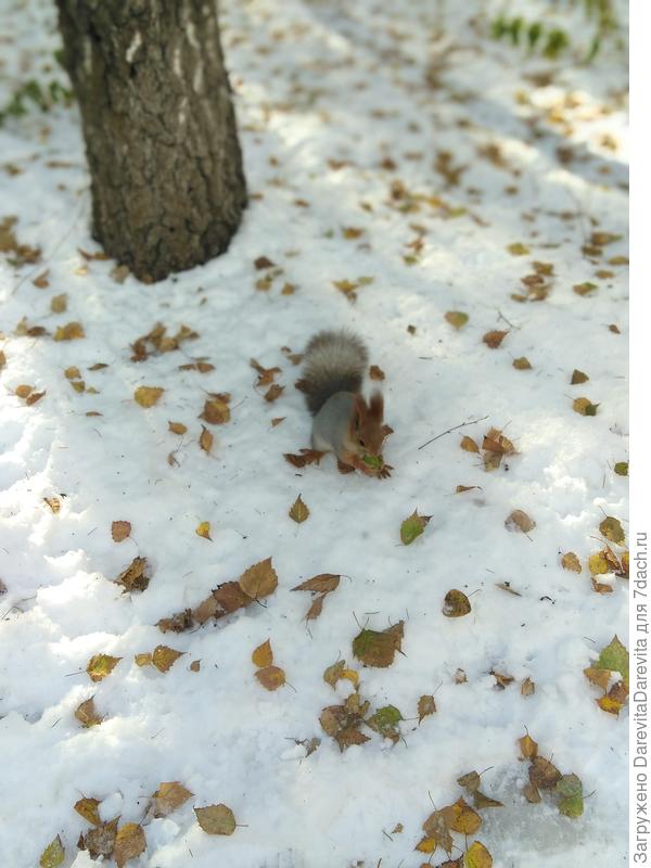 Белочки позируют за еду