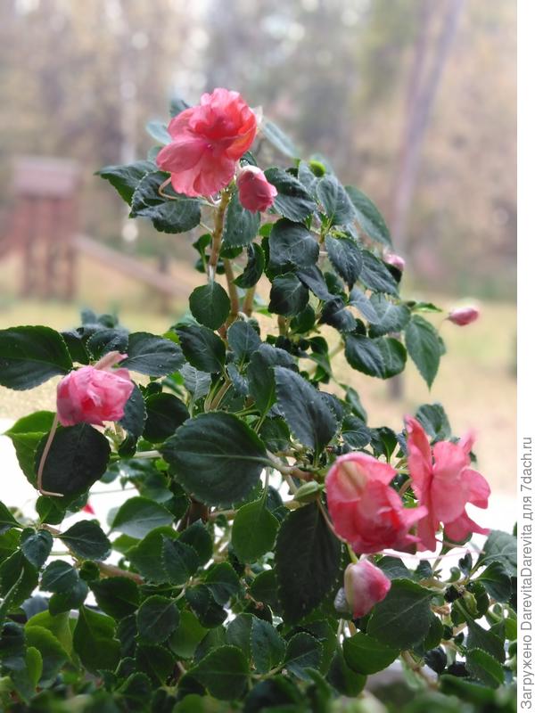 Бальзамин Уоллера Афина F1