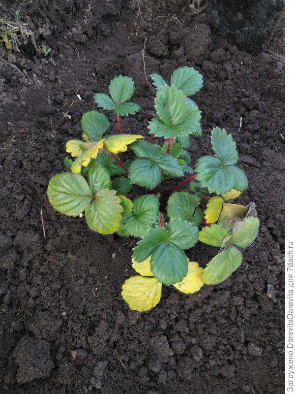 Роман F1 от Биотехники