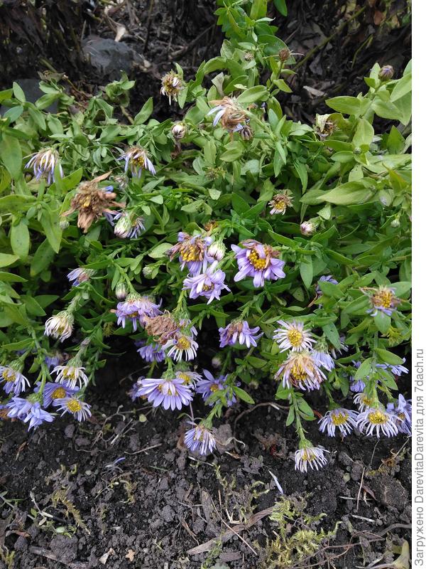 Астры с придомового газона