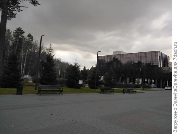 Лес с подозрительными березками через дорогу