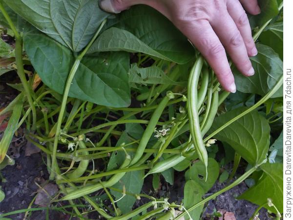 Фасоль Изумрудная