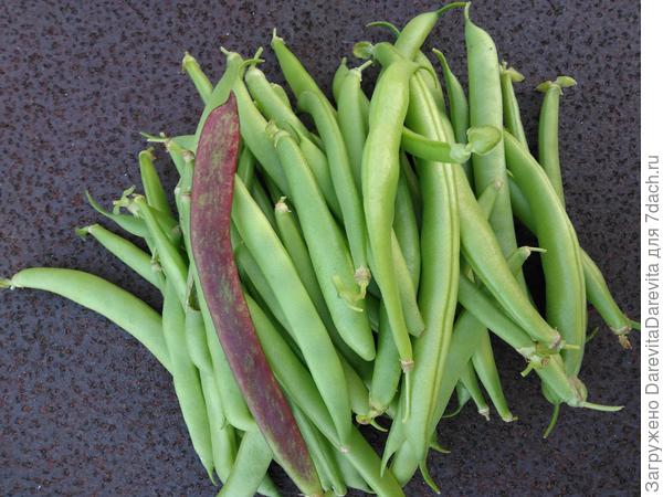 Фасоль зеленая и фасоль Анастасия, пестроокрашенная
