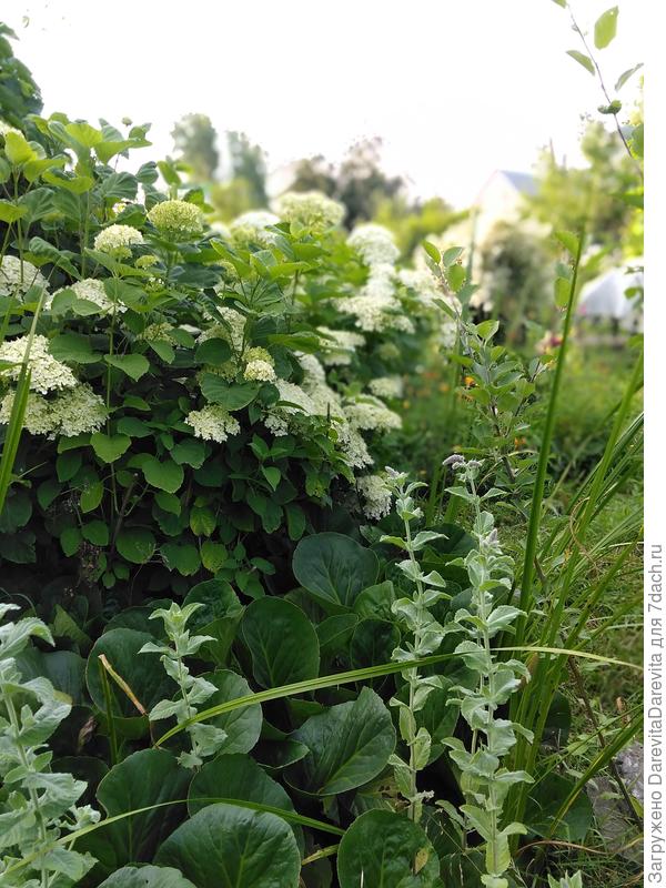 Бадан на первом плане