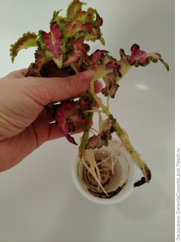 Черенки колеуса с бурой гнилью на конце.