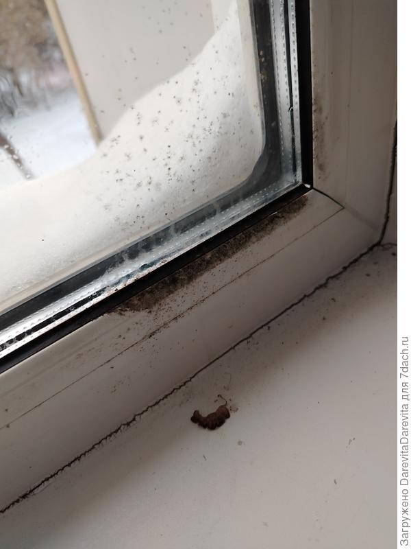 Черная плесень. Я тоже не захотела бы тут жить.