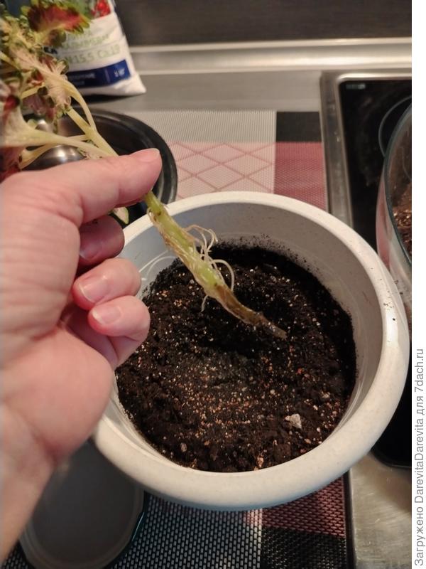 Какая-то гниль продолжает доедать растение даже воде. Нездоровые части отрезаю. Это не орхидея, срезы не обрабатываю, верю в лучшее.