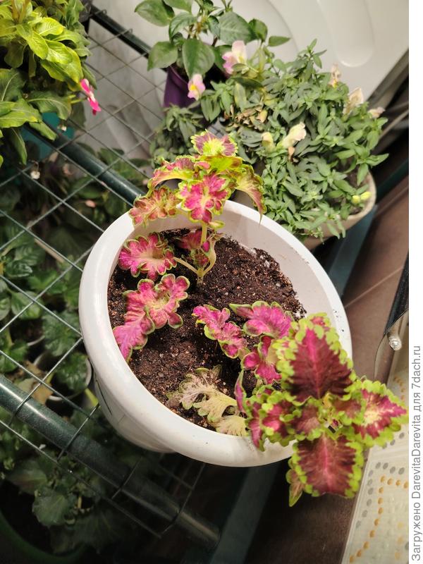 Колеус через три дня после пересадки, бодр и весел, в тепле и под дополнительным освещением, дал пазушные ростки.