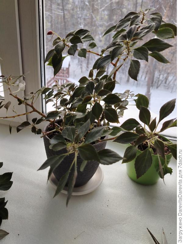 Коллеги по подоконнику, бальзамины Уоллера, мерзнут, но растут и даже цветут. Расстилаю утепляющую подложку, чтобы они дотянули до весны.