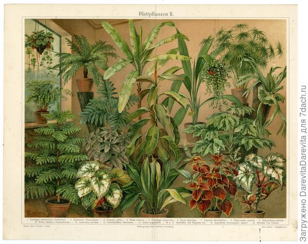 Популярные лиственные растения. Иллюстрация из энциклопедии Meyers, 1897 год.