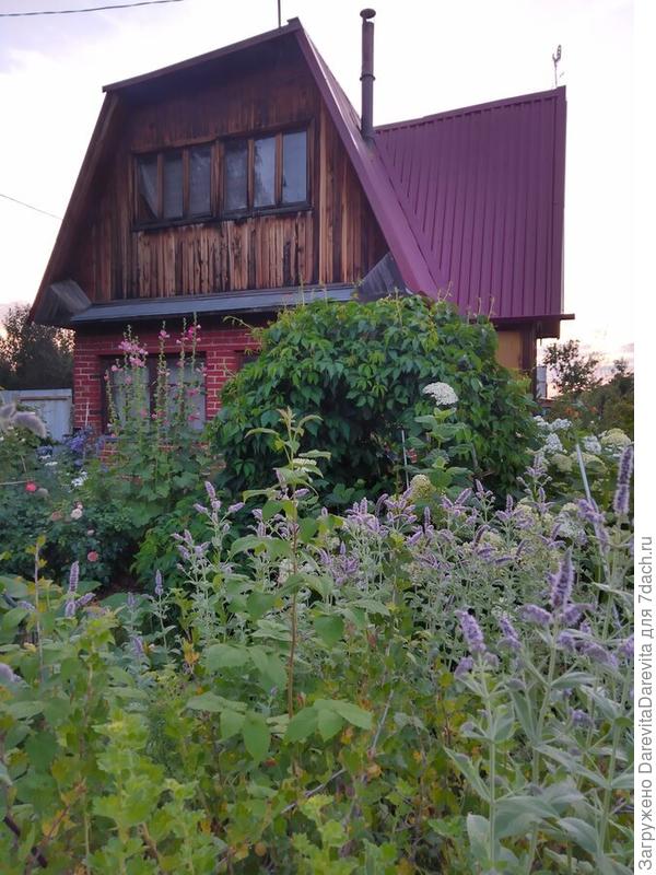 Мятные заросли. Всю зиму три семьи чай пьют, успокаиваются))