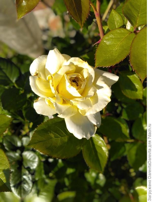 Эльф. Бутон подгорел от заморозка.