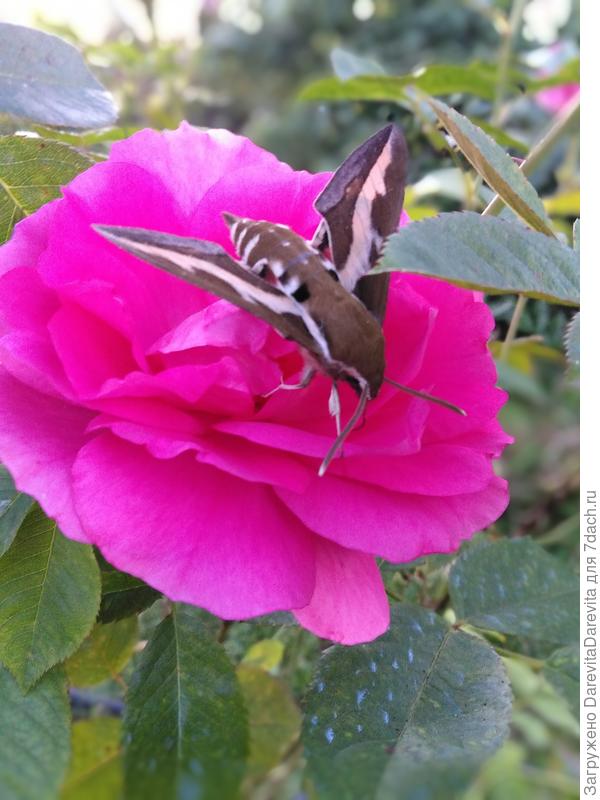 Бражник этим летом жил на участке, месяц. Розы обработаны от черной пятнистости и листогрызущих насекомых, но ему это не повредило.