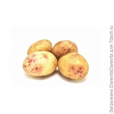 Синеглазка