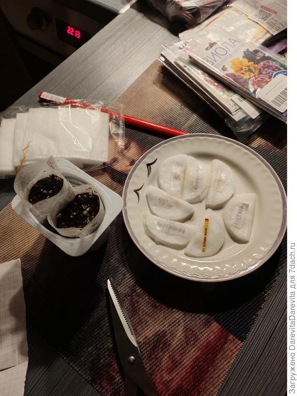 Всего семь видов перца, не знаю что будет если все взойдут. А ведь есть ещё Ломуйо, Кэнди Свирл, Палермы..