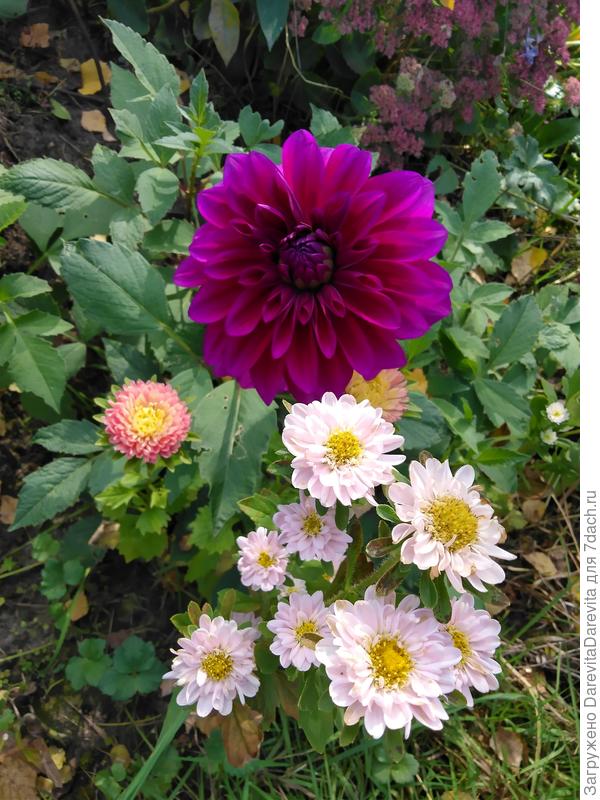 Розовая Бамбина