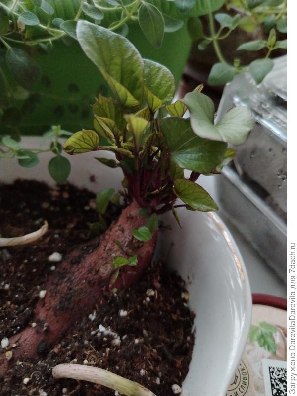 Магазинный батат