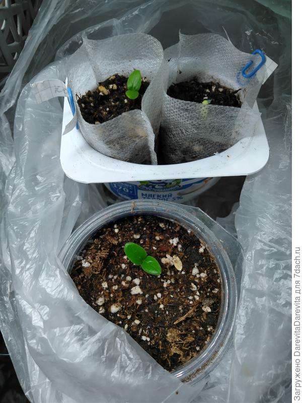 Огурец Колибри