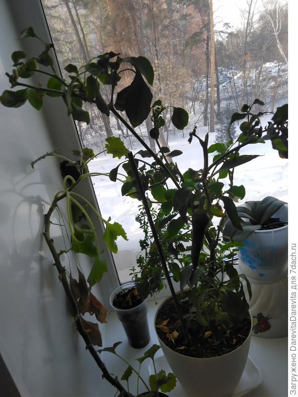 Это сегодня, он конечно устал, ему уже пять лет, у него дважды меняли грунт, и второй этаж в лесу но он все еще плодоносит