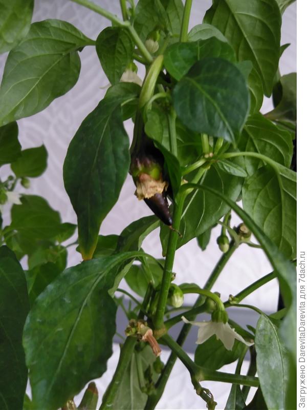 Это двухлетний перец, март, без досветки, но тогда была лучшая инсоляция - 5 этаж