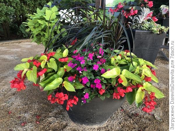 фото не мое, это PanAm, на заднем плане слева батат он же ипомея. А вообще это теневыносливый бальзамин Уоллера Beacon  рекламируется.