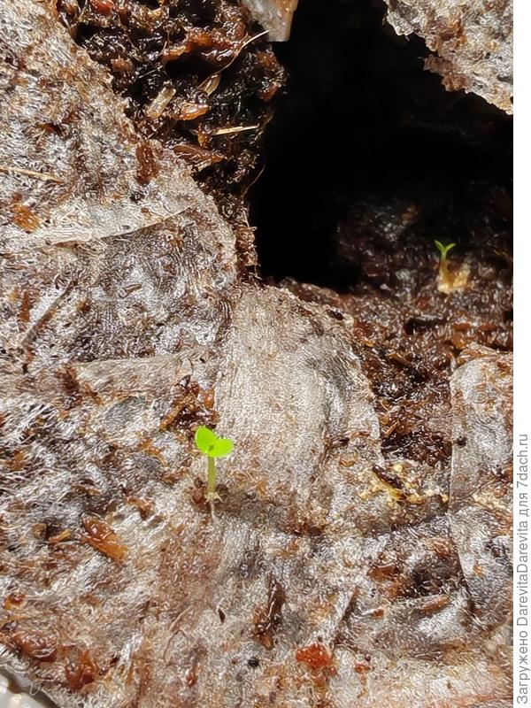 Экзакум в стадии зеленая пыль.