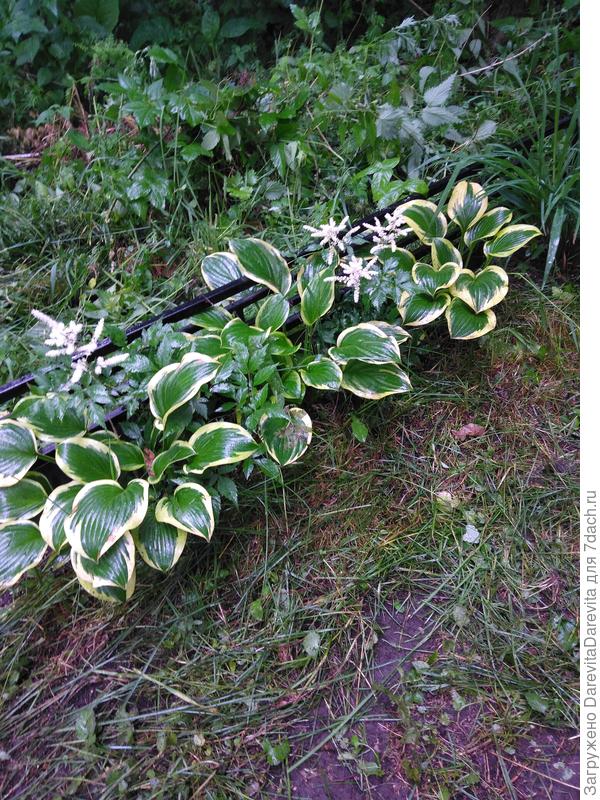 озеленение в полной тени