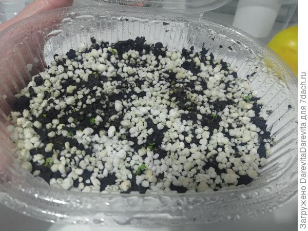 не помню кто по шею в перлите, но примерно так мелочевку выращиваю группами