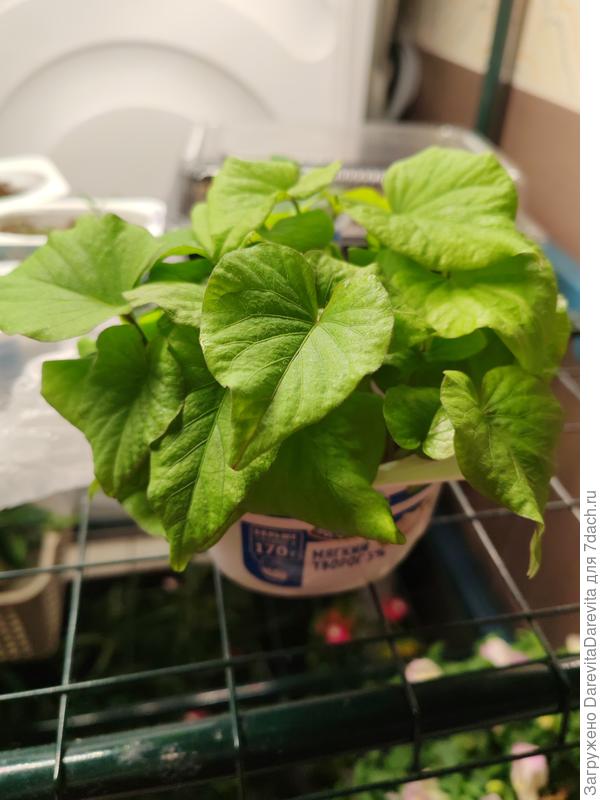 Черенки батата